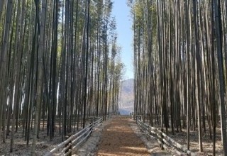 하동군, 섬진강변 대나무 숲에 산책로 2.5㎞ 조성